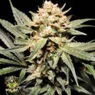 Reeferman Seeds Pink Kush